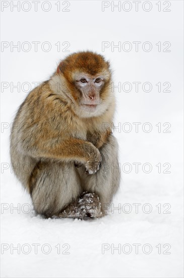 Barbary macaque