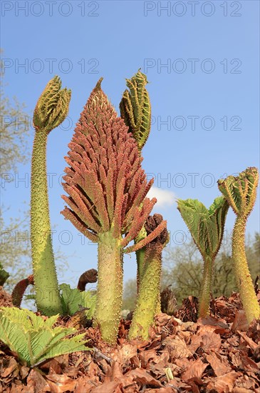 Giant Rhubarb