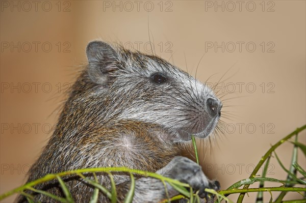 Cuban Hutia