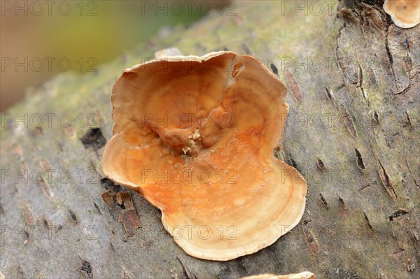 Velvety layer fungus