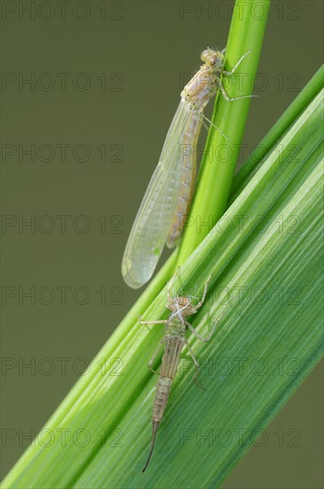 Blue tailed damselfly