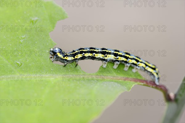 Blossom Underwing