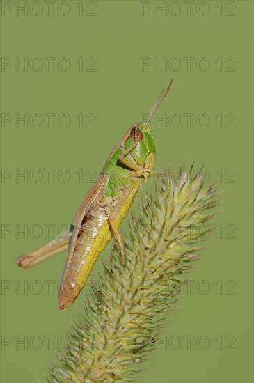 Common Meadow grasshopper