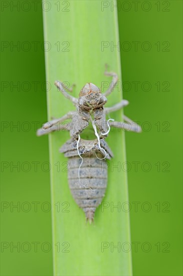 Black-tailed Skimmer