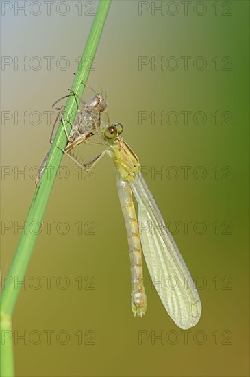 Willow Emerald Damselfly