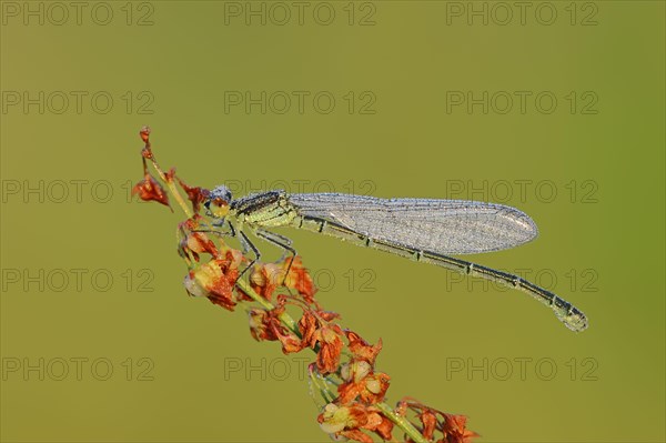 Small Red-eyed Damselfly