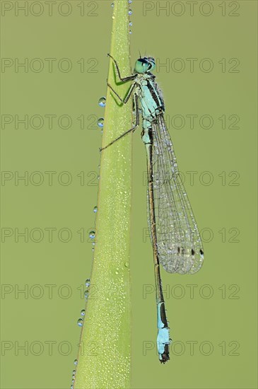 Blue-tailed damselfly