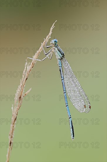 White-legged damselfly