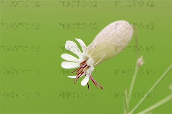 Bladder Campion