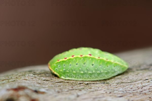 Apoda limacodes