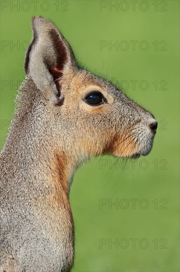 Patagonian mara