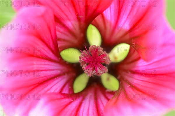 Annual Malope