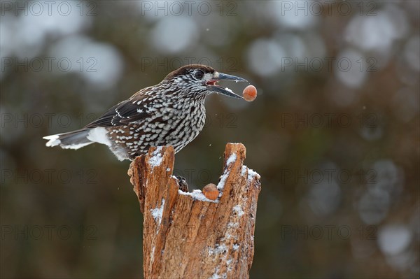 Spotted nutcracker