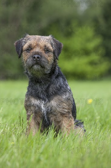 Border terrier