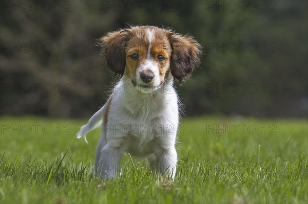 Small Dutch Waterfowl Dog