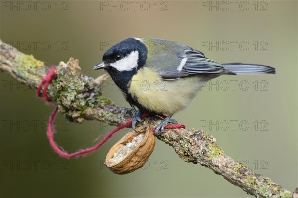 Great tit