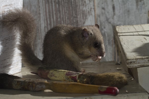 Fat dormouse