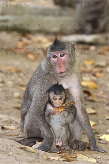 Rhesus macaques