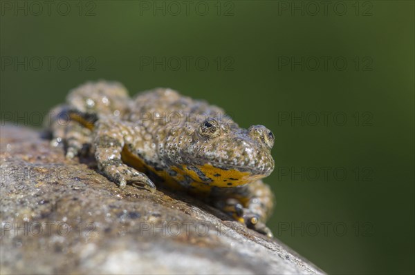 Yellow-bellied toad