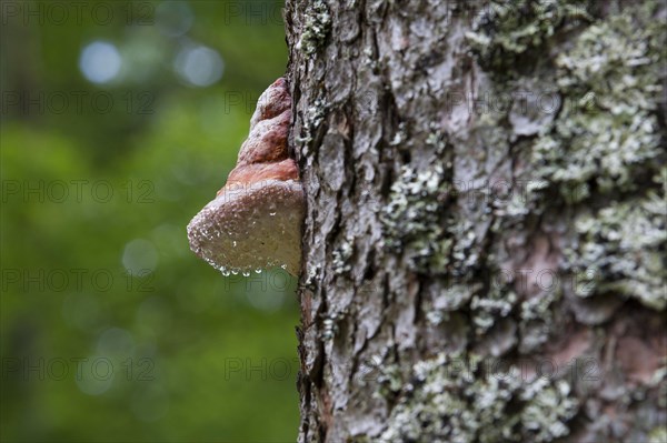 Tinder Fungus