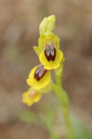 Yellow Ophrys