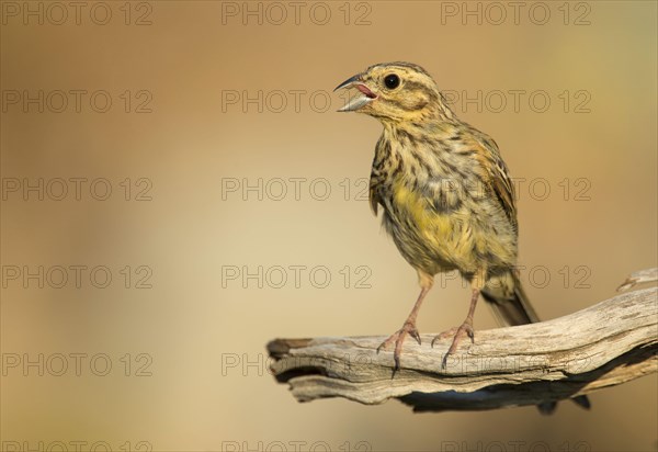 Cirl bunting