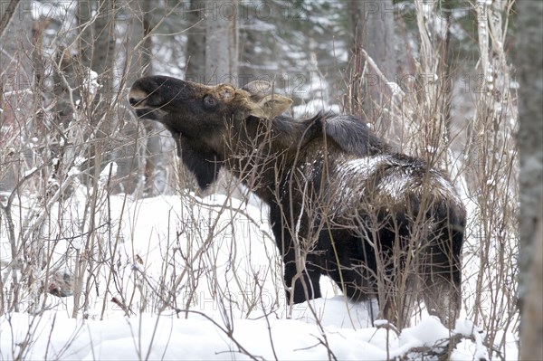 Elk