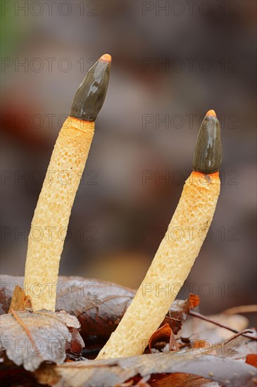 Dog Stinkhorn