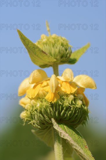 Yellow fireweed