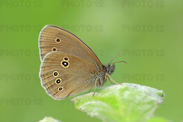 Ringlet