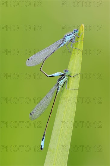 Blue-tailed Damselflies