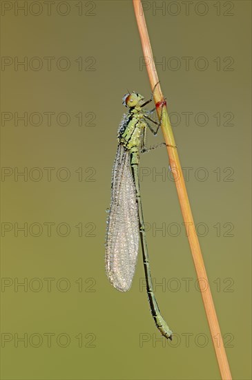 Small Red-eyed Damselfly