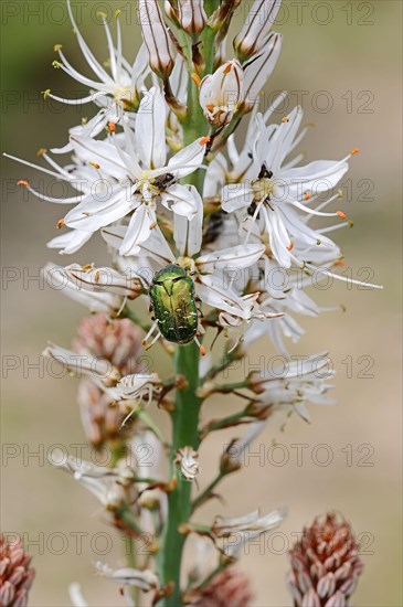 White asphodel