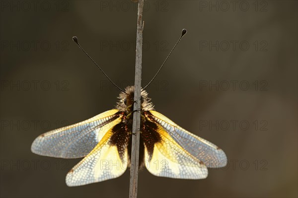 Owly Sulphur