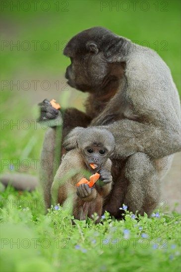 Common Woolly Monkey