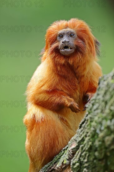 Golden Lion Tamarin