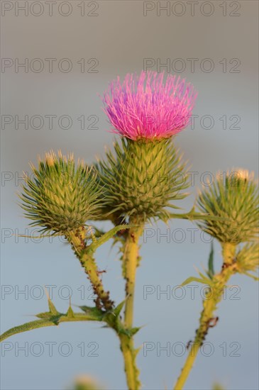 Common thistle