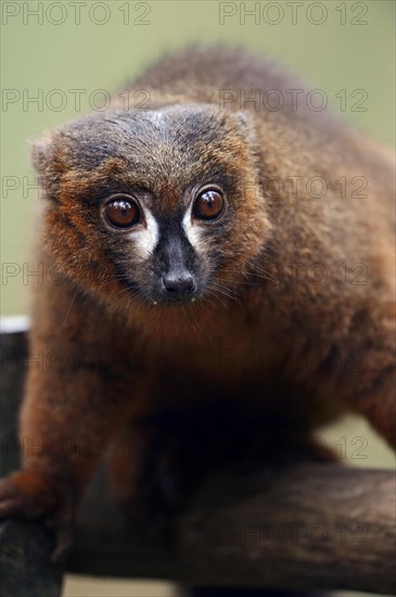 Red-bellied lemur