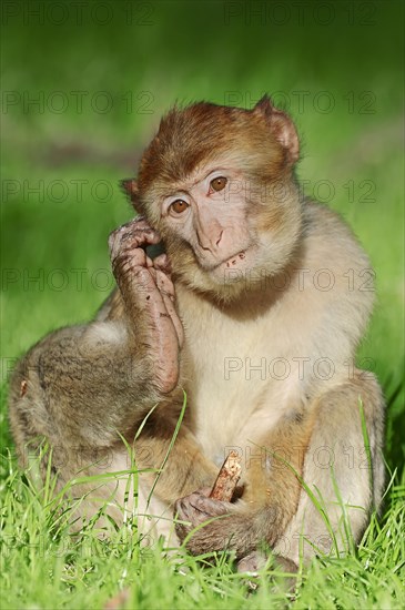 Young Barbary Ape