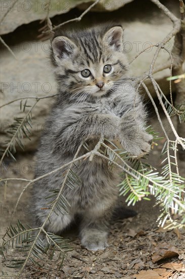 European Wildcat