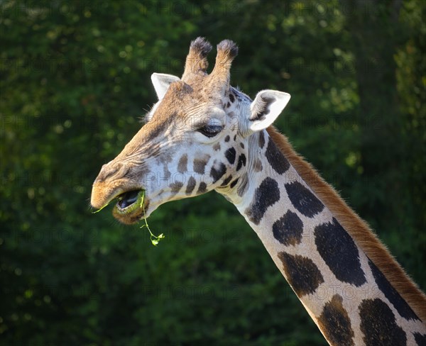 Rothschild's Giraffe