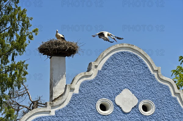 White stork