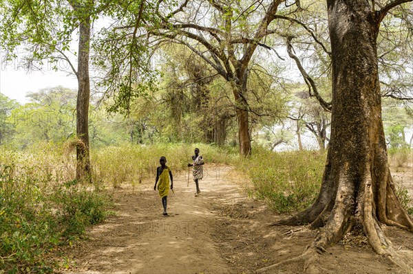Teak tree forest in Eastern Equatoria state