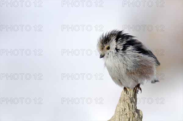 Long-tailed tit