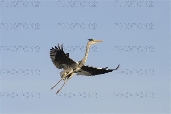 Grey heron