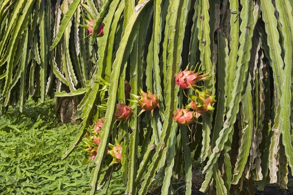 Dragon fruit