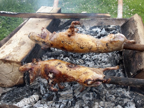 Guinea Pig pig grilled over charcoal