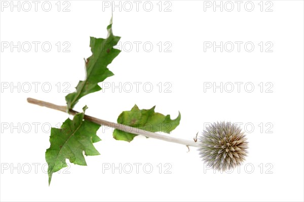 Common globe thistle