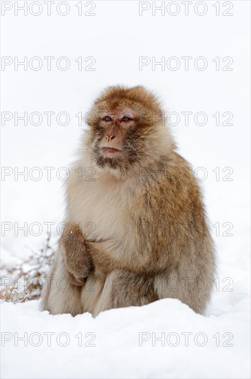 Barbary macaque