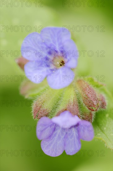 Lungwort